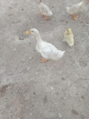 Ördəklər: Salam Pekin kuban ordekler satılır tam saqlam ətlik heyvanlardi — 5