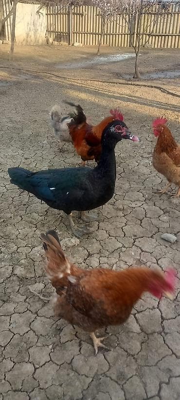 ordek qaz: Zümrüdü Amerikan erkəy 7ayliq super aktiv heyvandir — 2