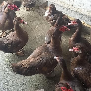 dəniz donuzu: Dişi, | Lal ördək, Damazlıq — 1