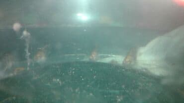 продажа аквариумных рыбок: Рыба панда, Мирные, Самовывоз — 2