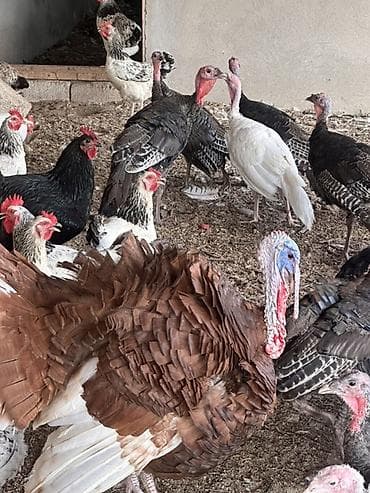 hind guşu: Məhsul: Hinduşkalar 3aylıq (dişi erkək)-15 ədəd:1 ədədi -25 azn — 7