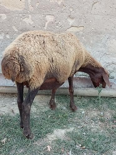 mal inək: Boğaz qoyun 4ayna yetrə yetirdi hər il əkiz doğur — 7