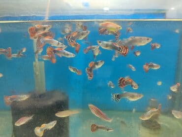 продажа аквариумных рыбок: Quppi, Sülhsevər, Ünvandan götürmə, Ödənişli çatdırılma — 7