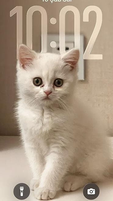 heyvanlar: Şotland yastı qulaq, Erkək, Dişi, Yaxşı əllərə, Ünvandan götürmə, Pulsuz çatdırılma, Ödənişli çatdırılma — 5