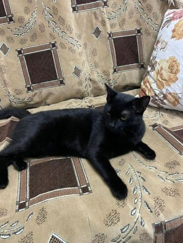 pişik cins: Yaxşı əllərə — 1