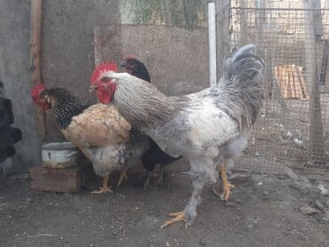 heyreti xoruz: Xoruz 35 azn .ceki 2kg. 700 gr. 055 880 85 29 — 1