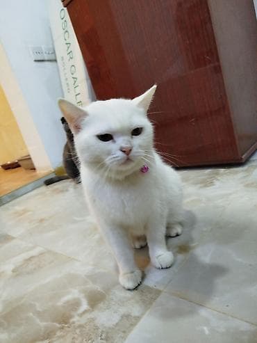 şotlan pisiyi: Ağ rəngli ev pişiyi – zərif və səliqəli görünüş - Qısa, yumşaq tüklü — 2