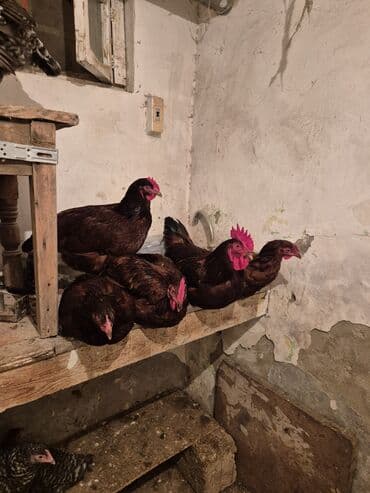bakida cins ineklerin satisi: Курица, Для яиц — 5