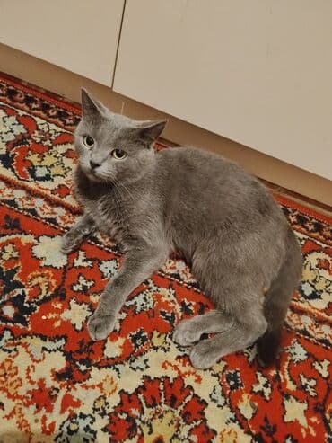 Şotland, Dişi, Yaxşı əllərə, Ünvandan götürmə