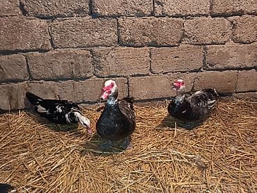 Akvariumlar: Erkək, | Lal ördək, Ətlik — 5