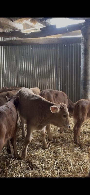 cins ineklerin satisi 2019: Satışda: dana balaları - Növ: yerli cins ətlik/südlük istiqamətə — 5