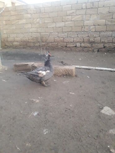 Digər kənd təsərrüfatı heyvanları: Lavanda Macar satilir 1i 50 manat — 4