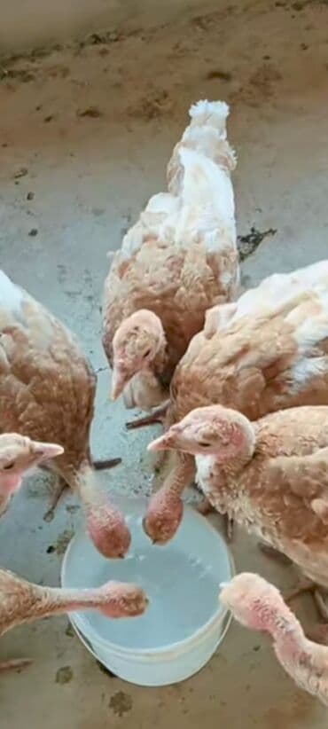 cins inekler azerbaycanda: Salam alekum bu hidusqa satandab 5 hidusqa zakaz etmisik pulu atmisiq — 8