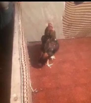 broyler yemi qiymeti: Xoruz, Heyratı, il: 3, Ödənişli çatdırılma — 2