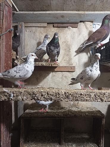 goyercin taklalar: Ev göyərçinləri – müxtəlif rəng və naxışlarda - Növ: Ev göyərçinləri — 5