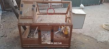 heyvanlar: Prablemsiz qefesdi — 2