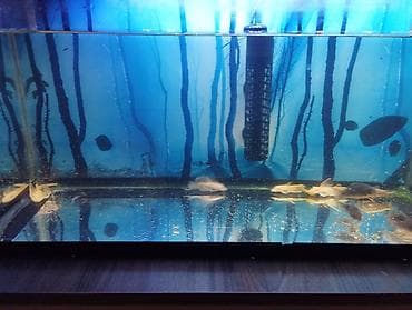 qara rəng: Məhsul: Akvarium üçün albin pleko (Ancistrus) balıqları Təsvir: - — 1