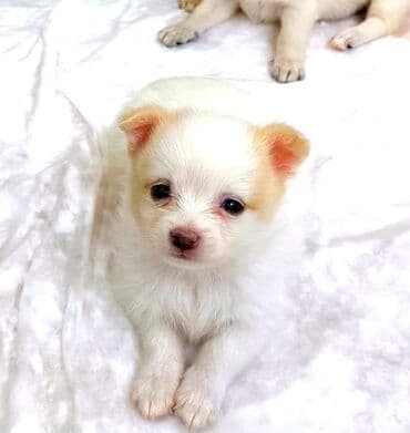 сколько стоит щенок чау чау: Чихуахуа, 4 месяца, Самец, С прививками, Самовывоз — 2