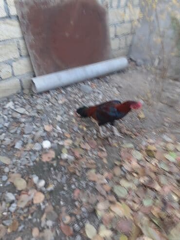 ordek nece gune bala cixarir: Xoruz, il: 4 — 4