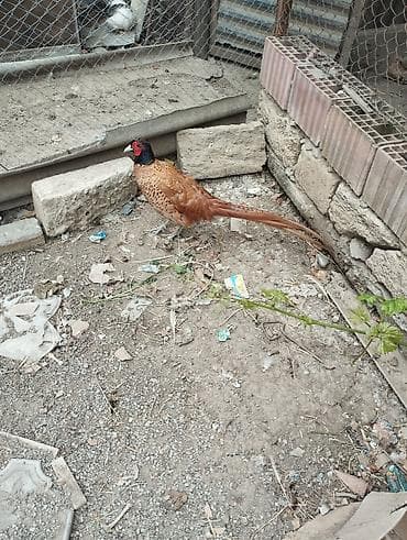 erkek quzu: Toyuq, Yumurtalıq — 9