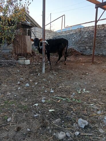 cins ineklerin satisi 2018: Danalar satılır 4 aylıqdılar şəkinin qoxmuq kəndindədi tam sağlam ot — 2