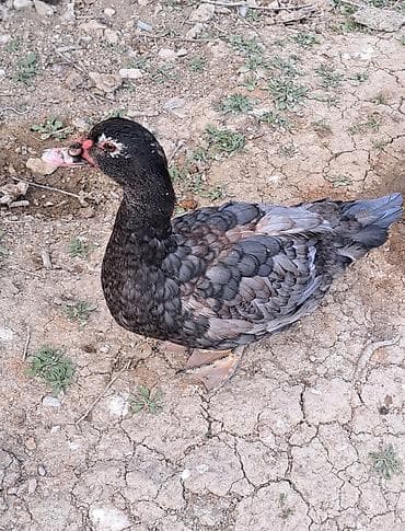 ətlik toyuqlar: Dişi, | Macar, Damazlıq, Pulsuz çatdırılma — 4