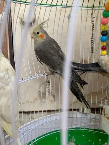 çöl pişiyi: Nymph quşu (Cockatiel) – boz rəngli, yanaqlarda narıncı ləkəli — 3