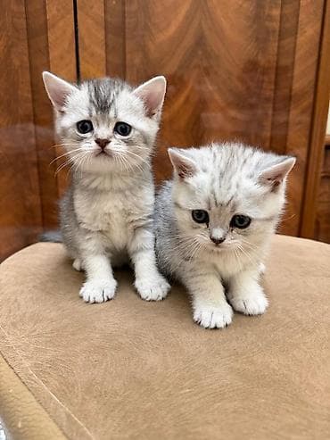 pişik blender: Tabbi, Erkək, Yaxşı əllərə, Ünvandan götürmə — 2