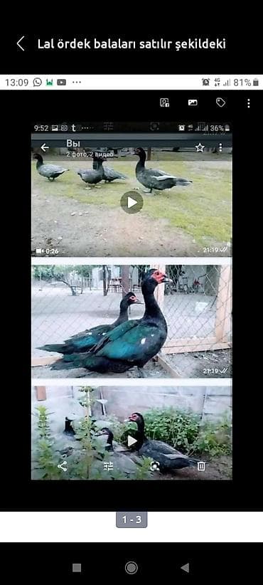 qaz ördey: Muscovy ördək balaları (indo-ördək). Şəkillərdə müxtəlif rənglərdə — 6