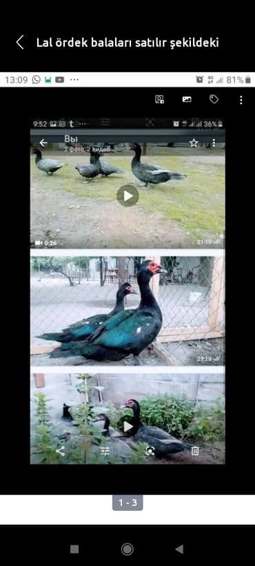 ingilis setteri it cinsinin digər adı nədi: Məhsul: Lal ördək (Muscovy) – damazlıq quşlar, balalar və kəsilmiş ət — 2