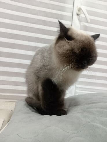 heyvan sığınacağı: Siam, Erkək — 2