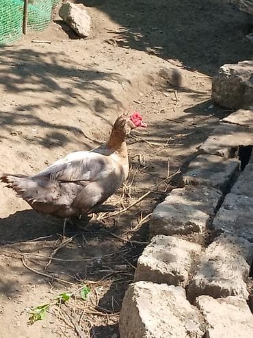 lavanda ördəyi: Erkək, Damazlıq — 1