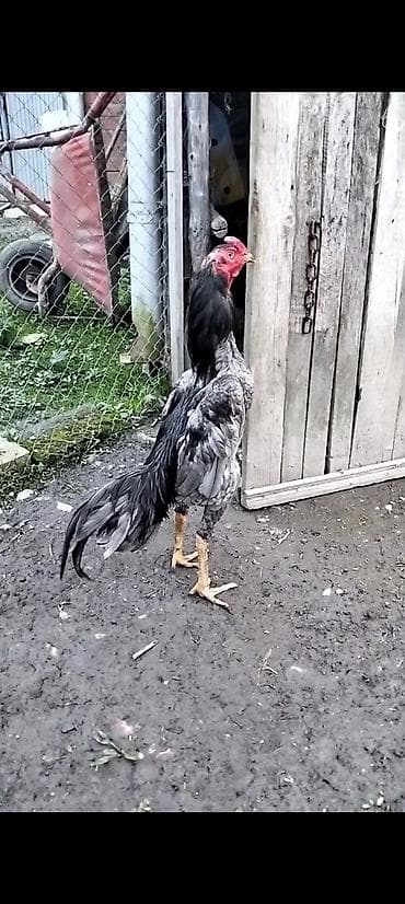 pudel iti haqqinda: Cins: Uzunboyun, döyüş tipli xoruz (ehtimalən Aseel/Şamo xətti) Rəng — 6