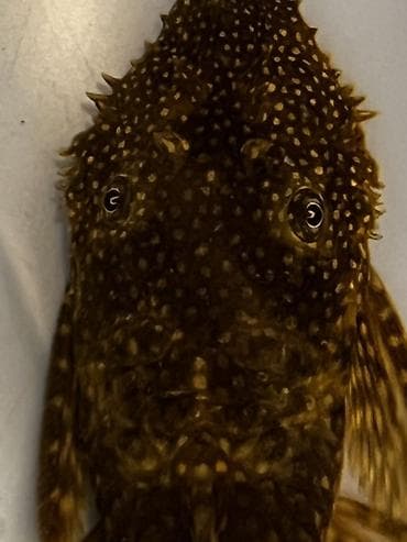 Аквариумные аксессуары и принадлежности: Akvarium balığı – Hypostomus plecostomus (bristlenose/“sucker” tipli — 3