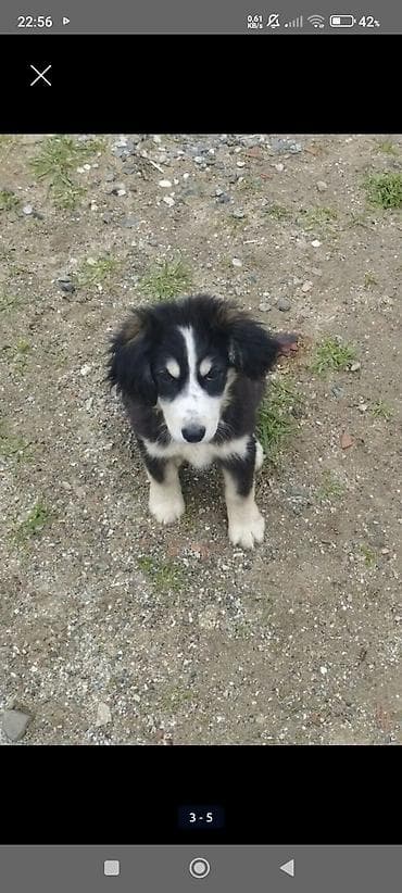 balaca at: Koker spaniyel, 3 ay, Dişi, Peyvəndli, Ödənişli çatdırılma — 5