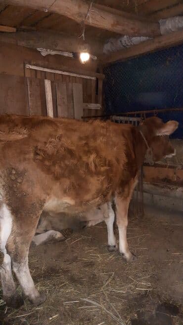 inək satşı: Sağlam heyvandı kəsmyədə yarıyır damazdığada — 2