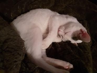 meymun balasi satiram: Dişi — 1