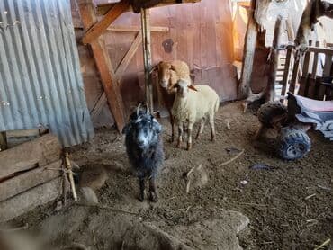 balalı qoyunlar: Keçi və balalı qoyun tam sağlam heyvanlardir — 1