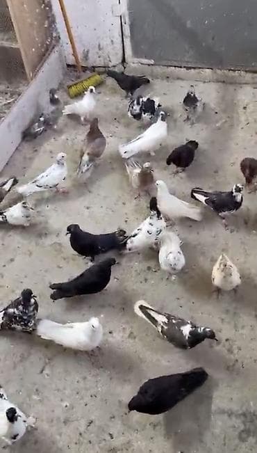 Quşlar: Kom şekilde Tergizilir Hamisi damda tutulmadir
30-33 dene qusdur — 1
