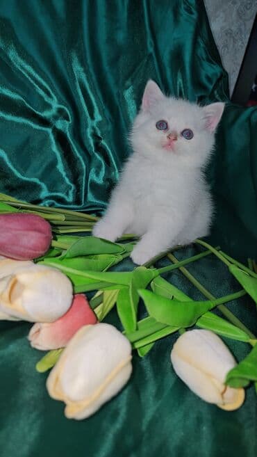 sari pisik: Şotland, Erkək, Dişi, Ünvandan götürmə — 1