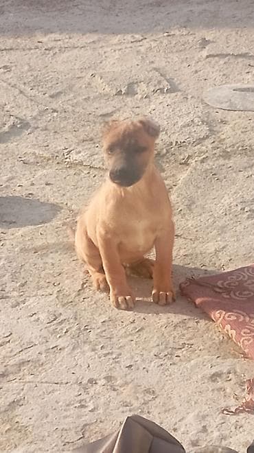 heyvanlar meymun: Pitbul, 3 ay, Erkek — 2