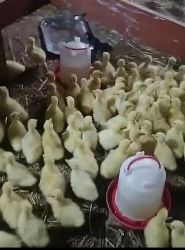 Бараны, овцы: Гусята, Для разведения, Самовывоз, Платная доставка, Доставка в районы — 2