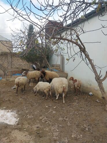 cuce ve xoruz: Qoyun sürüsü – yerli cinslərin qarışığı - Şəkillərdə kənd həyətində — 10