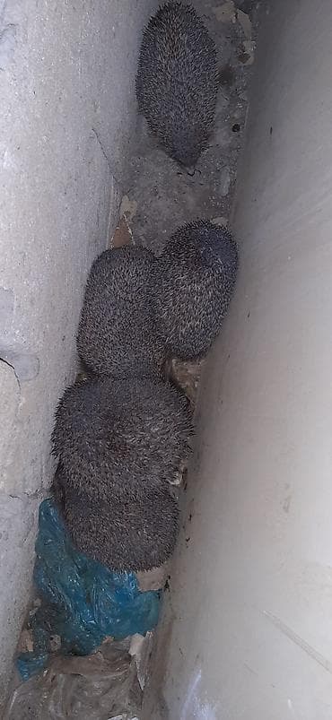 Saglam gumrah kirpiler cadirlma pulsuz Başlıq: Kirpi (canlı) Məhsul — 3