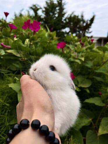 cuce yem qabi: Salam🖐🏻.Her biri real dovşan şekilleridir öz heyetimde saxladığım — 5