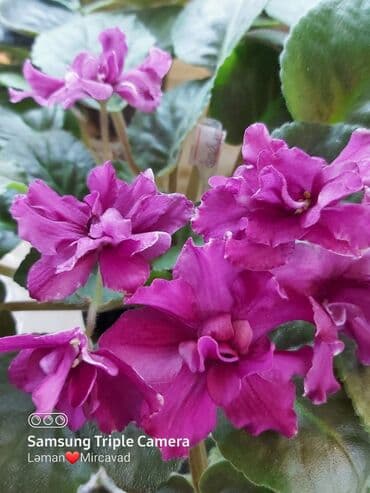 alp bənövşəsi: Fialka startiorlari 4 azn — 3