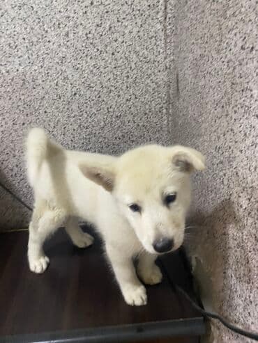 naxcivan it elanlari: Xaski, 2 ay, Dişi — 3