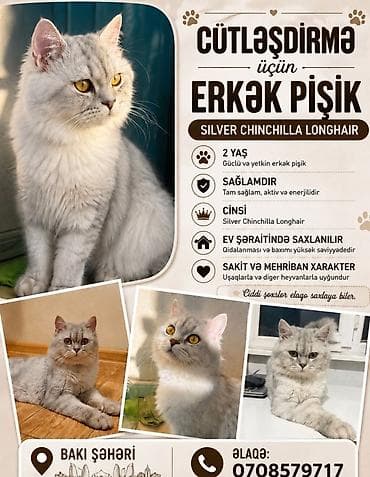 Şinşilla, Erkək, Cütləşmə üçün