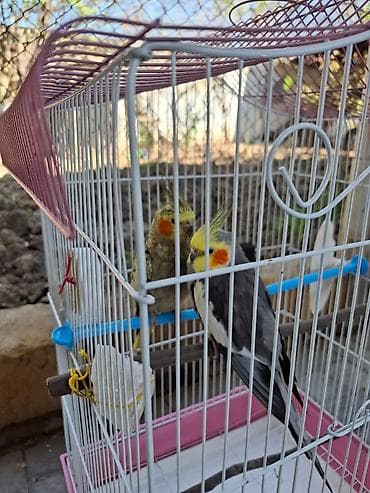 turac qusu: 1 cüt karella satılır. Hazır rıçnoy cütdür. Qəfəsi ikə birlikdə. Hər — 1