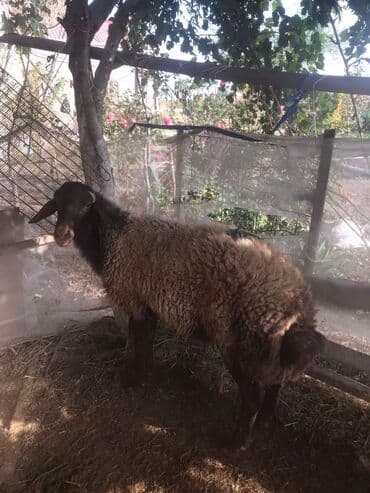 электрическая машинка для стрижки овец: Cavan damazlıq Qala qoçudu — 2